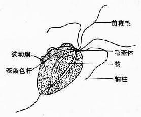 γôΣǮ