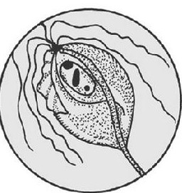  ƶǮ